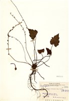 藏品(臺灣嗩吶草)的圖片